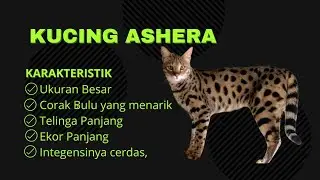 Kucing Ashera||Karakteristik Kucing Ashera#animalabchannel6643