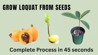 How to grow Loquat tree from seeds full process in 45 seconds بیجوں سے لوکاٹ کا درخت کیسے اگایا جائے