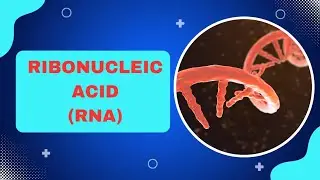 Understanding RNA: Structure, Types, and Functions
