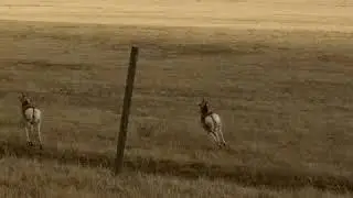 Antelope in South Greeley, Wyoming in 2017