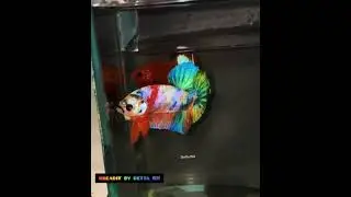 Betta Multicolor #betta