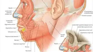 Orbicularis Oris 1