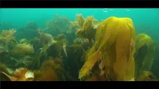 Uncovering hidden forests