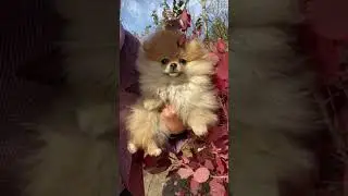 Close Up Video of a Dog