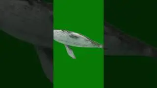 Humpback whale green screen