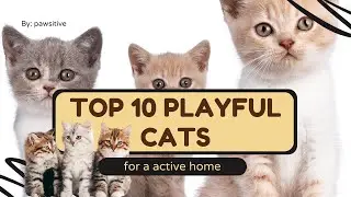 Top 10 Most Playful Cat Breeds: Energetic Feline Companions for Active Homes