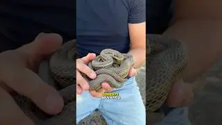 Perch&eacute; hanno tutti paura dei serpenti?🐍⚠️