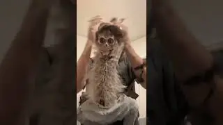 The Cutest Monkey Interactions Ever#Create videos with AI #AI Generated Video