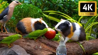 Calming Nature for Cats 😺 Birds & Guinea Pigs Enjoy a Picnic Table 🐦🐹 Perfect for Cats to Watch