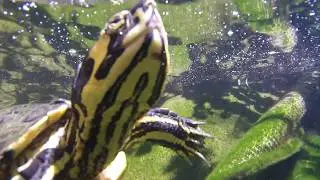 Meto mis pies en el estanque de tortugas, me morderán?