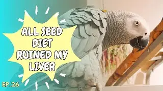 How to Restore a Parrot's Liver with DIET!🦜 | The Parrot Podcast #26