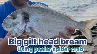 FISHING IN HERM BIG GILT HEAD BREAM