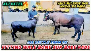 Full Tayyar & Fitting Wale Bade Aur Bone Pade In Wholesale Rate🤩🔥