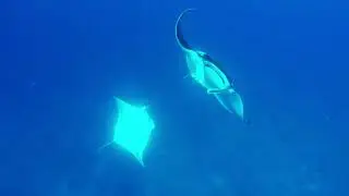 Reef Safari & Manta Trip at Hurawalhi, 12th October 2019