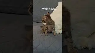 #bravecats #smartcat #hope