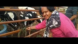 மாட்டுப் பொங்கல் திருவிழா நானா நனி