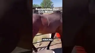 Recognizing Heat in Mares  A Step by Step Guide #horsebreeds #mares #horse #horses #youtubeshorts