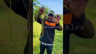 Lucana black mamba  പണി  തുടങ്ങി