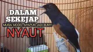 MURAI BATU GACOR Ampuh buat PANCINGAN MURAI biar Emosi lawan jadi NYAUT BUNYI BONGKAR MATERI ISIAN 