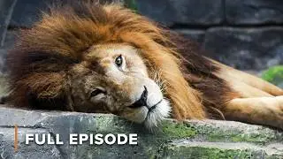 Do Animals Grieve? Love and Loss in the Serengeti | Wonders of Nature 103