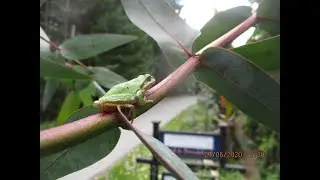 Eucalyptus nitens home to a Pacific Tree frog