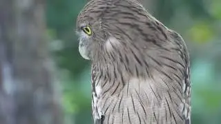 An owl night hunting birds, amazing birds of world, chitwan safari 