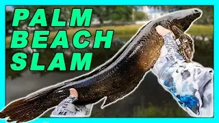 Peacock Bass, Largemouth Bass & Snakehead. How To Catch The West Palm Beach Slam!