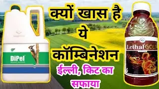 💥 dipel insecticide | lethal gold insecticide | combination |