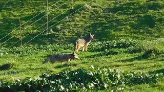 Fluffy, Peafowl, RedTailed Hawks, Park Songbirds, CC, Cooper's Hawk, Kali, Coyotes and Sonny