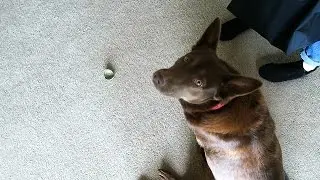 Don't Touch My Ball