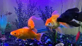 BitGrow & Goldfish ?