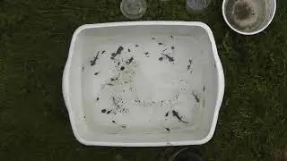 Pond Life Nature Adventure Kit