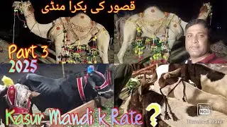 Kasur ki Bakra mandi (part3)#mandi#kasur#2025#lahore#highrate#visit#