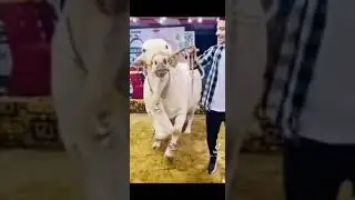 Amazing for video ❤️ funny moments of elefient baby,#short 😘😘😨🔥