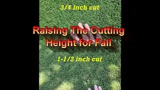 Raising the Mowing Height on my Bermuda Lawn