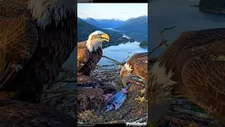 The Eagle Family Evening Meal 9:16-800 #wildlife #beautiful #eagles #eaglets #shorts
