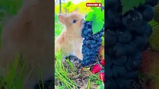 Adorable Bunny Eating Grapes 🍇 #rabbit