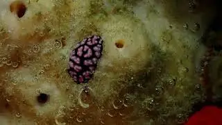 Ke'ei Beach Shore Dive August 15, 2019