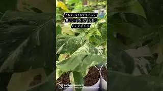 The Simplest Way to Grow in LECA