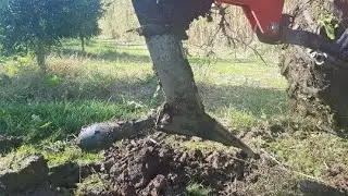 ESPERIENZE DI IMPIEGO DI ARATRO TALPA IN AGRUMETI