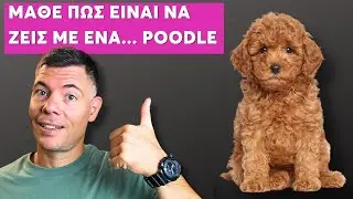 Πουντλ (Poodle) - Όλα Όσα Πρέπει να Γνωρίζεις πριν Πάρεις ένα!