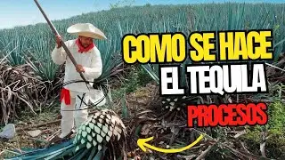 COMO se hace EL TEQUILA de AGAVE AZUL | DON JULIO