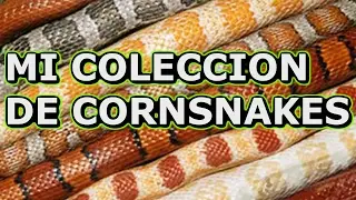 MI COLECCION DE CORNSNAKES (SERPIENTES DEL MAIZ)