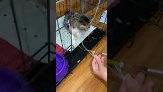 Amivicom vitamin IV cat injections #shortvideo #pets