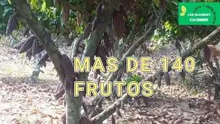 M&aacute;s de 140 mazorcas en una sola planta de cacao | Gen&eacute;tica e injerto en le&ntilde;o grueso