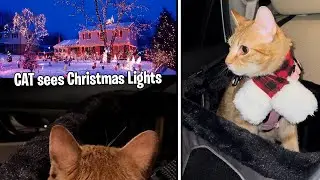 CAT sees Christmas Lights for the FIRST TIME!