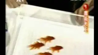 Trained Goldfish