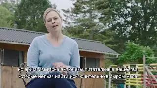 Гипоаллергенный беззерновой корм Wellness CORE. Эпизод 2