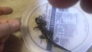 What do salamanders eat?