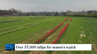 U-pick 50,000 tulips at local farm